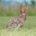 Wildcrete Rabbit cottontail 